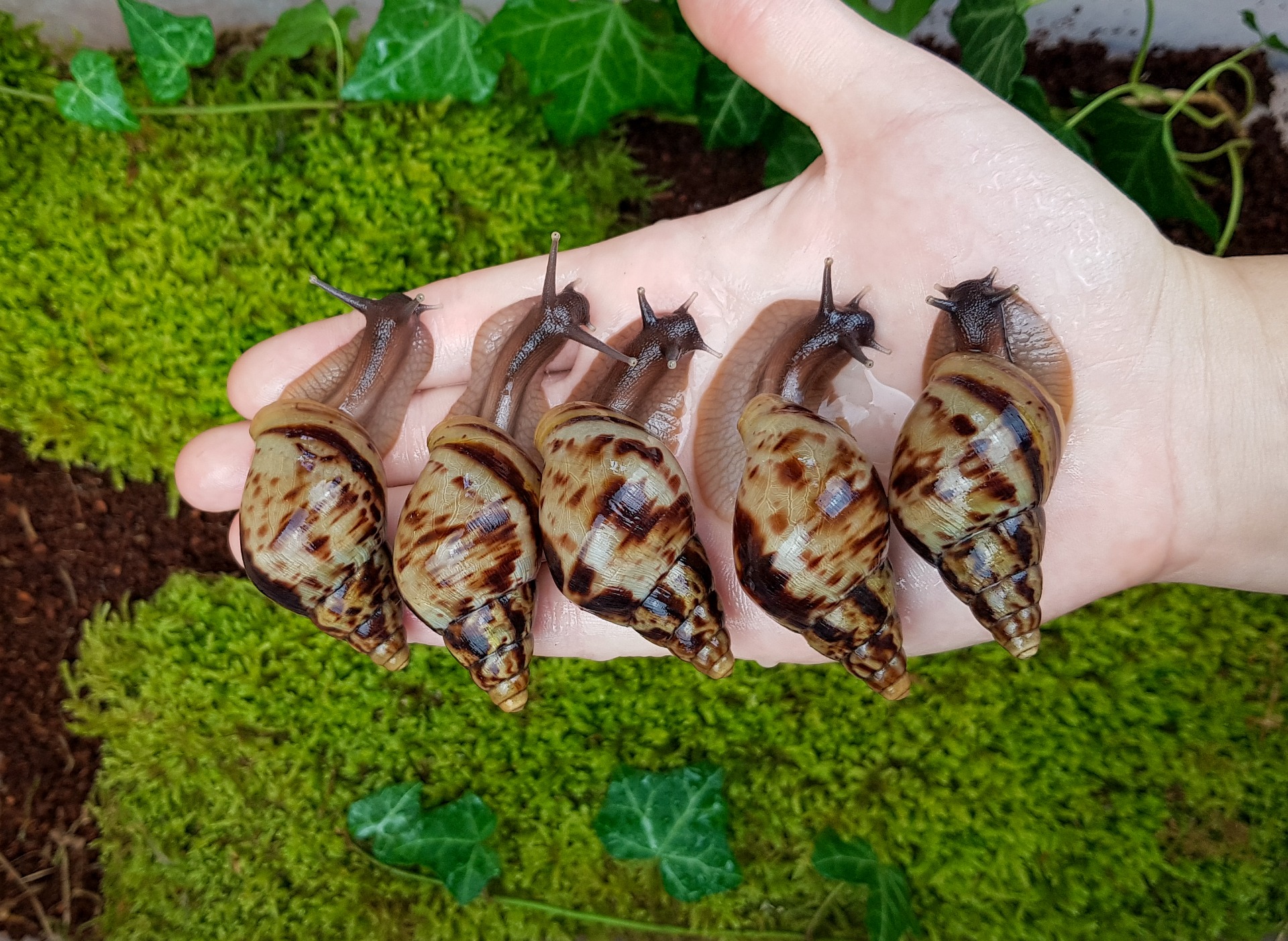 Mláďata Lissachatina reticulata 